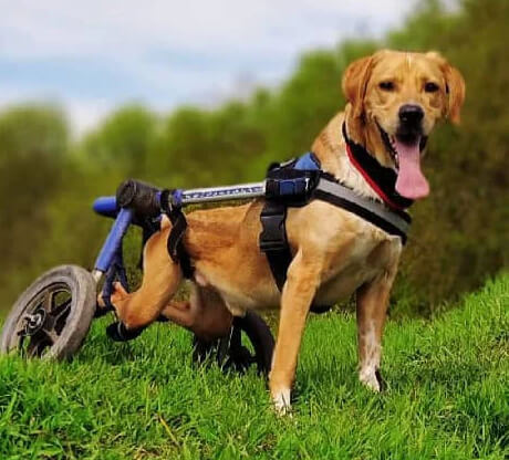 Brave Paws