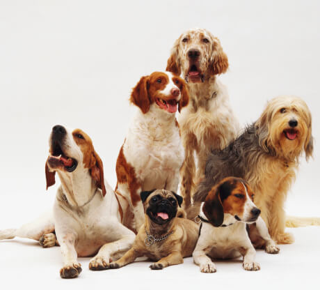 Champion Breeders