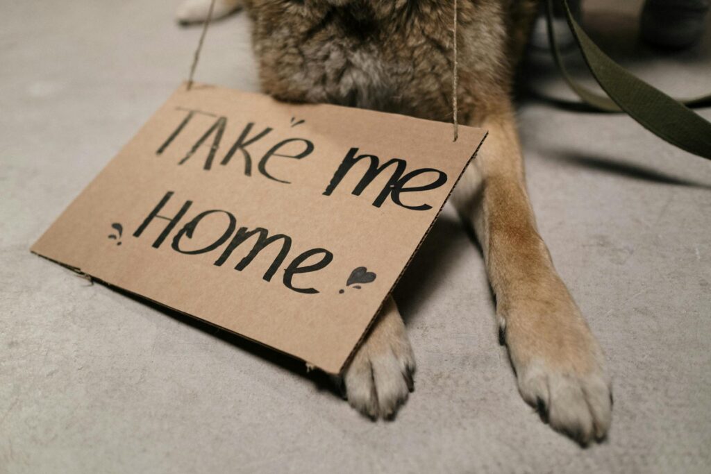 Senior Dog Adoption