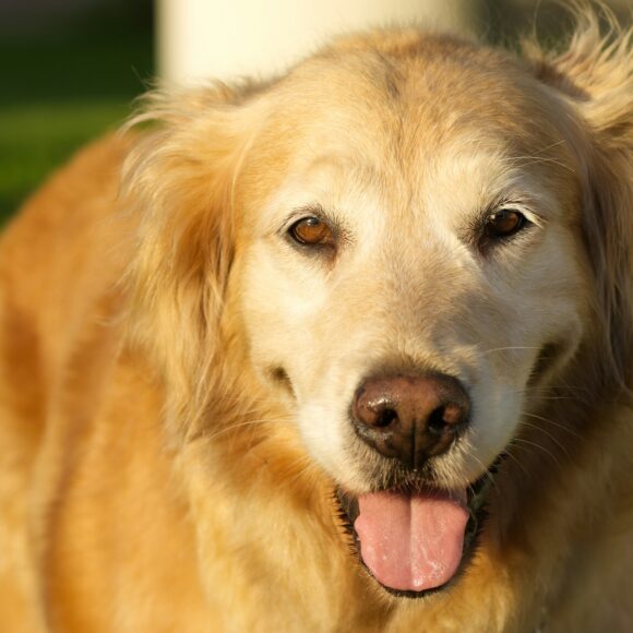 Senior Dog Care: 7 Real Lessons from a Caregiver Who’s There