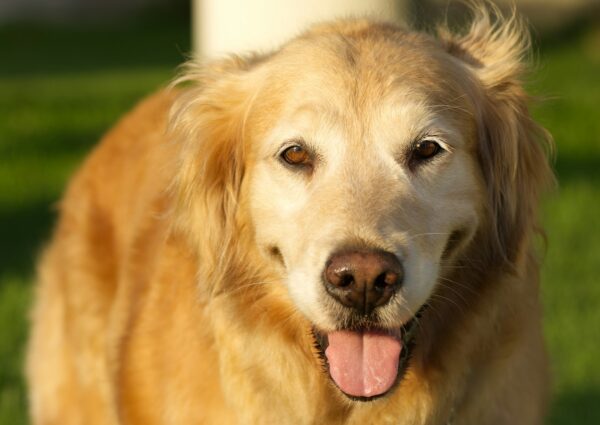 Senior Dog Care: 7 Real Lessons from a Caregiver Who’s There