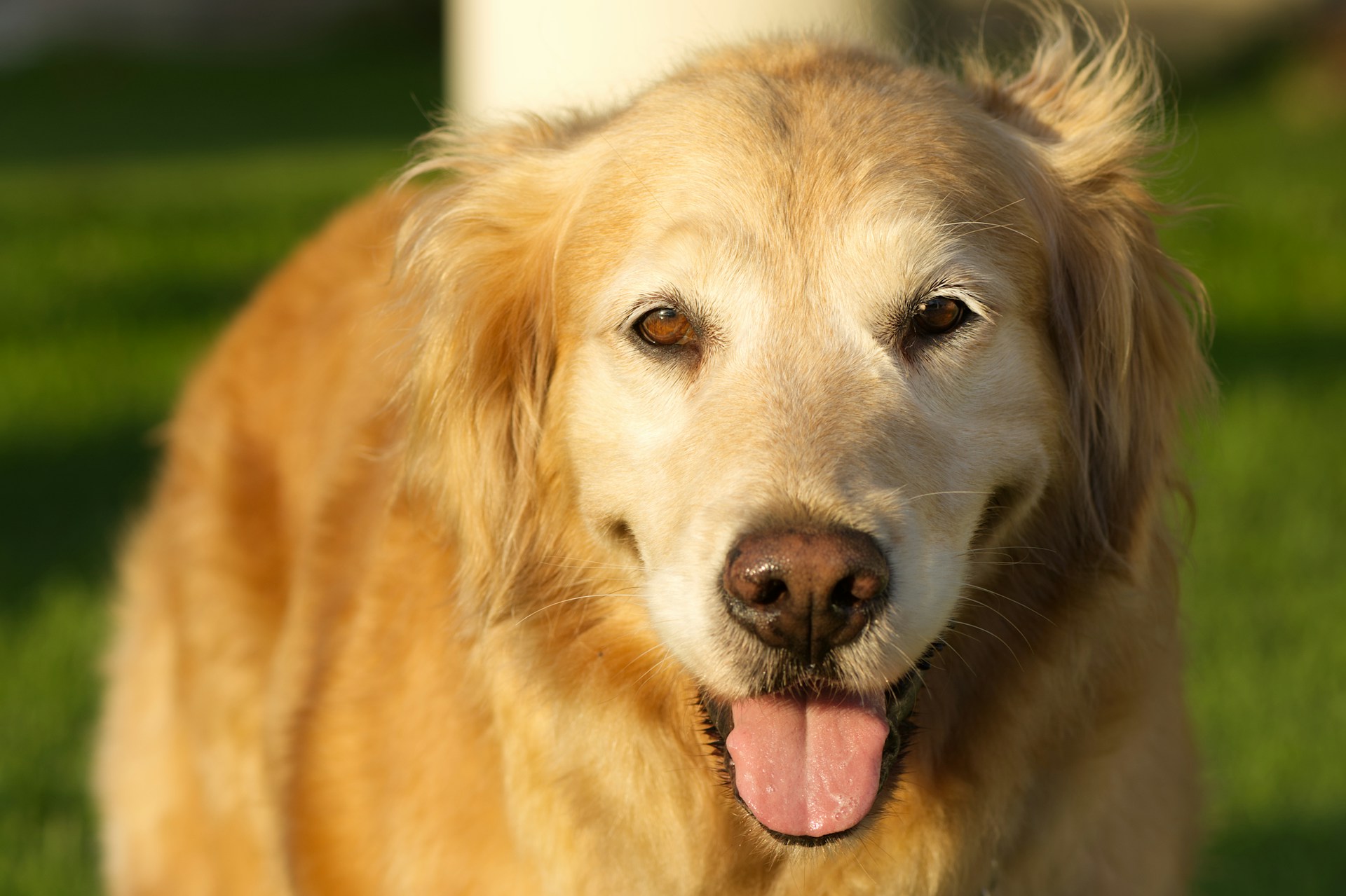 seniior dog Golden retriever enjoying the outdoors.