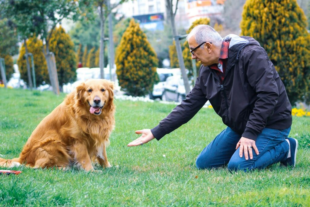 senior dog golden retriever breed