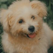 adedire abiodun WBLEnTFOhgM unsplash