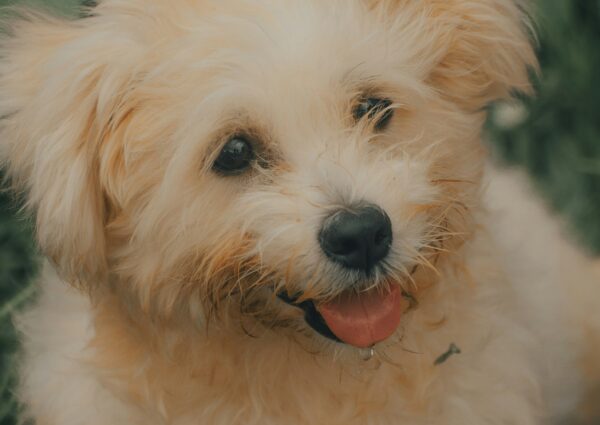 Best Calming Treats for Anxious Dogs (2026 Guide)