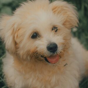 adedire abiodun WBLEnTFOhgM unsplash scaled