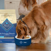 Blue Buffalo Senior Dog Food bag with a golden retriever eating from a bowl, featuring Life Protection Formula with chicken and brown rice for aging dogs