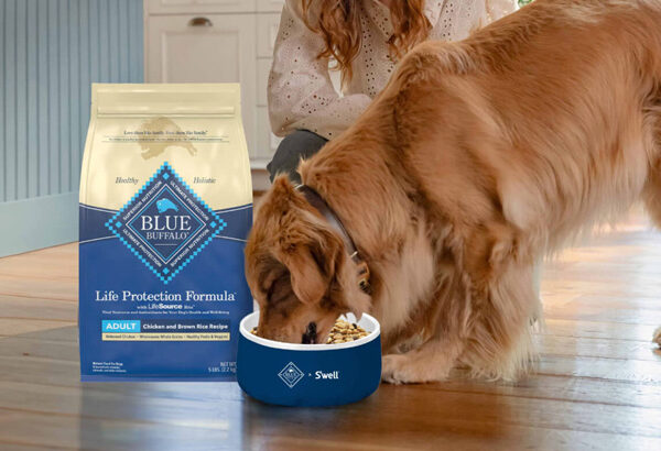 Is Blue Buffalo Senior Dog Food the Right Choice for Your Aging Pup?