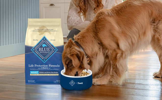 Blue Buffalo Senior Dog Food bag with a golden retriever eating from a bowl, featuring Life Protection Formula with chicken and brown rice for aging dogs