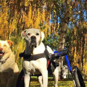Three senior dogs sitting together in an autumn park, one using a mobility wheelchair, symbolizing active and happy lives with proper senior care