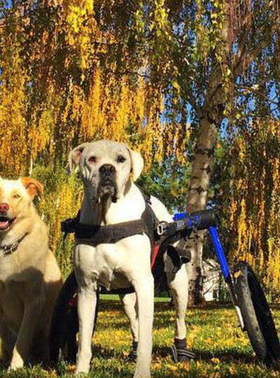 Senior Dog Wellness Checklist