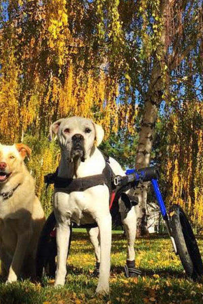 Three senior dogs sitting together in an autumn park, one using a mobility wheelchair, symbolizing active and happy lives with proper senior care