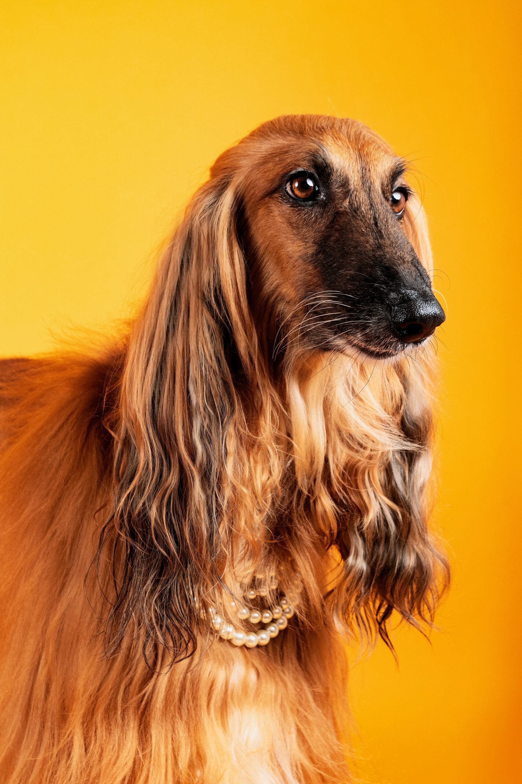A senior Afghan Hound with long, flowing brown fur and a pearl necklace, posing against a warm yellow background, symbolizing elegance and refined care in golden years