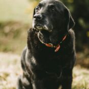A senior black Labrador Retriever with gray muzzle sits calmly in a grassy field, wearing an orange collar, symbolizing the dignity and health of aging dogs