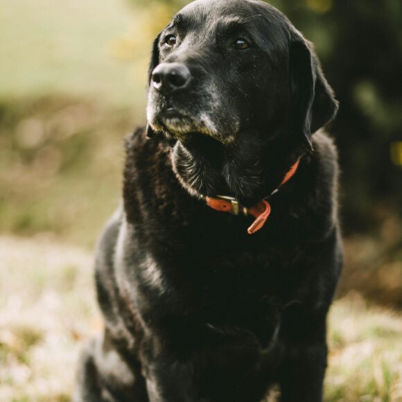 Best Joint Supplements for Senior Dogs (2026 Guide)