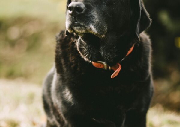 Best Joint Supplements for Senior Dogs (2026 Guide)