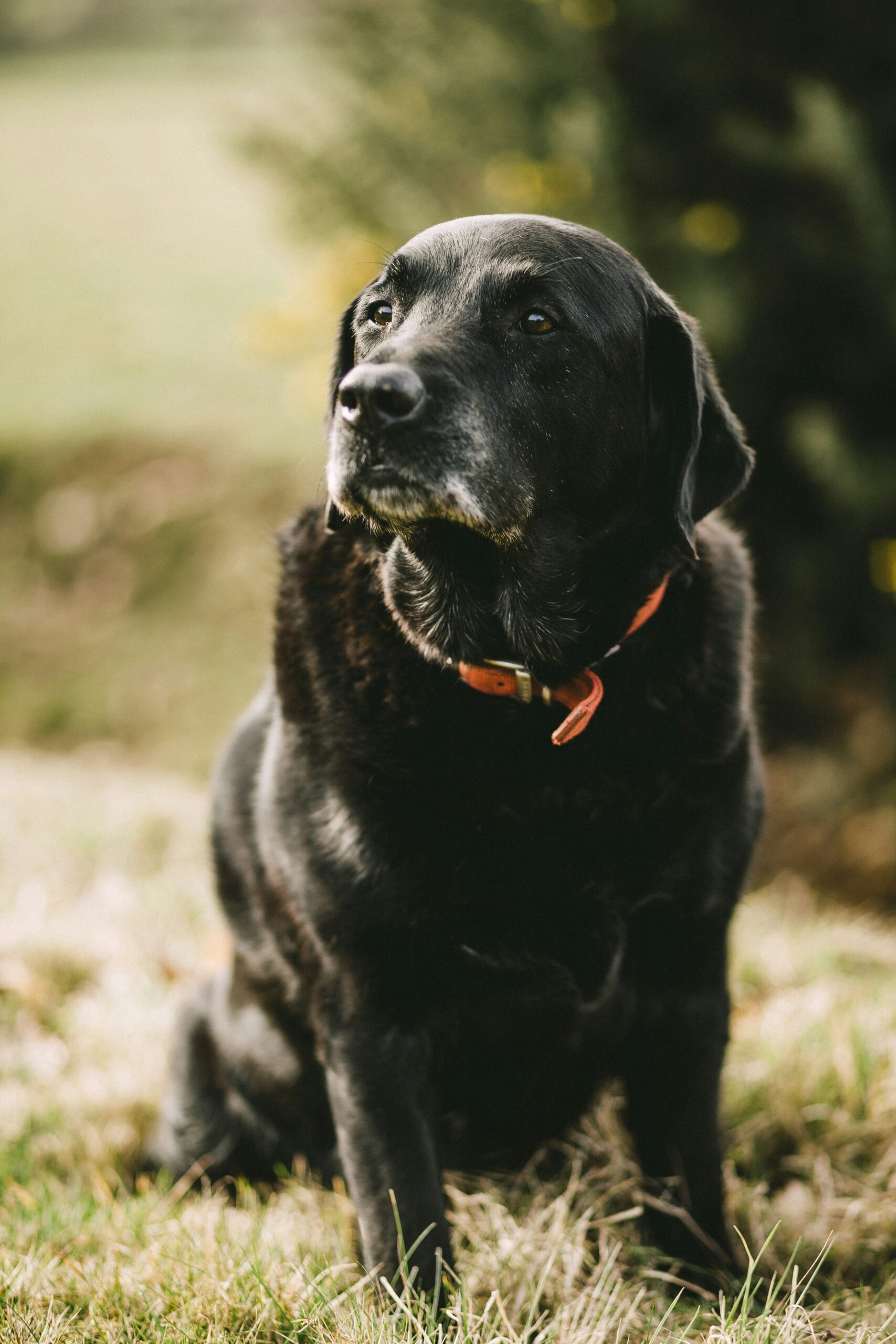A senior black Labrador Retriever with gray muzzle sits calmly in a grassy field, wearing an orange collar, symbolizing the dignity and health of aging dogs