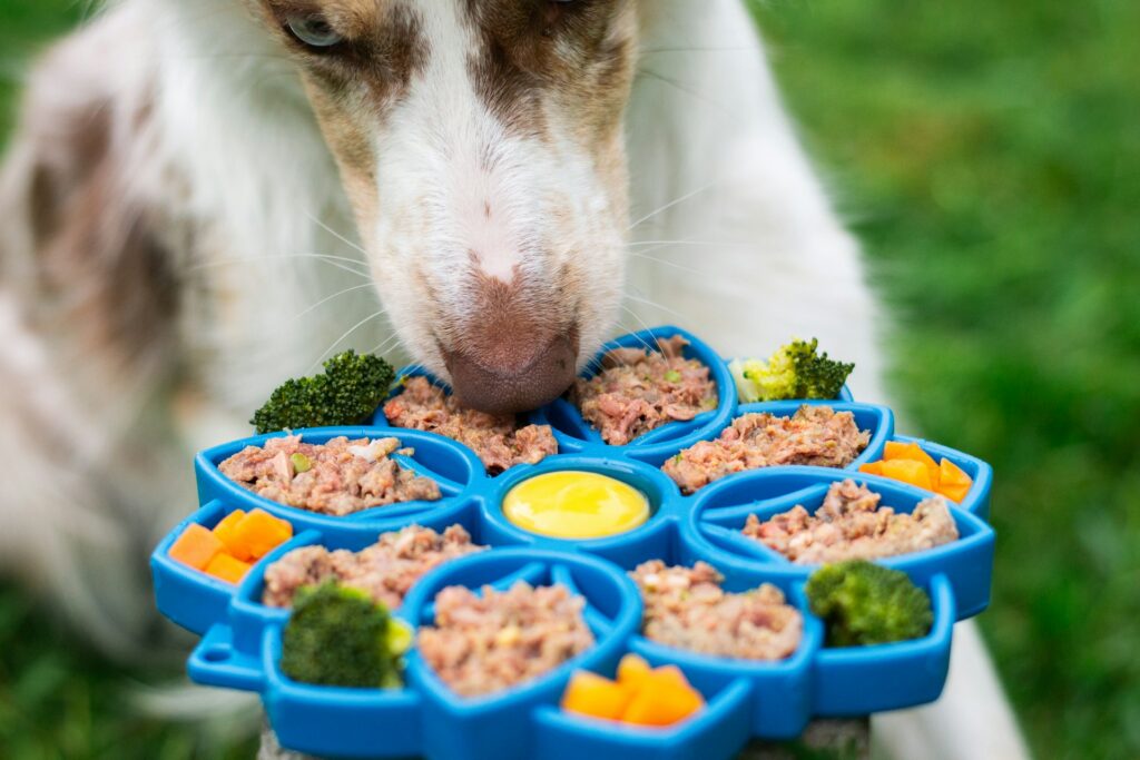 senior dog Nutritional Needs & Diet and Exercise