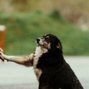 A senior dog with a gray muzzle gently shakes hands with a person outdoors, symbolizing trust, companionship, and the bond between pet and owner in golden years