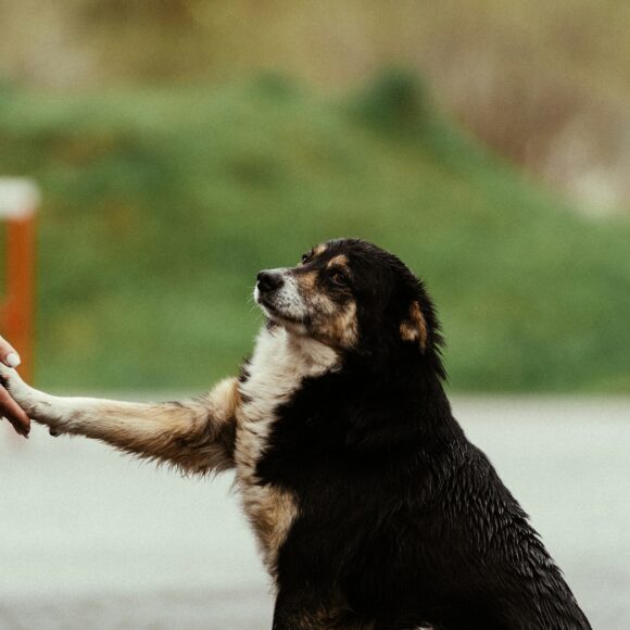 Best Puppy Food for Show Dogs and Breeders (2026 Guide)