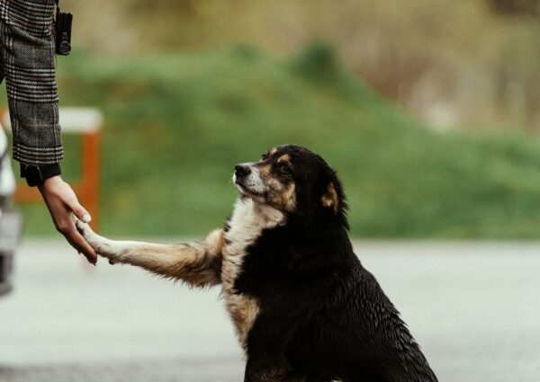 Best Puppy Food for Show Dogs and Breeders (2026 Guide)