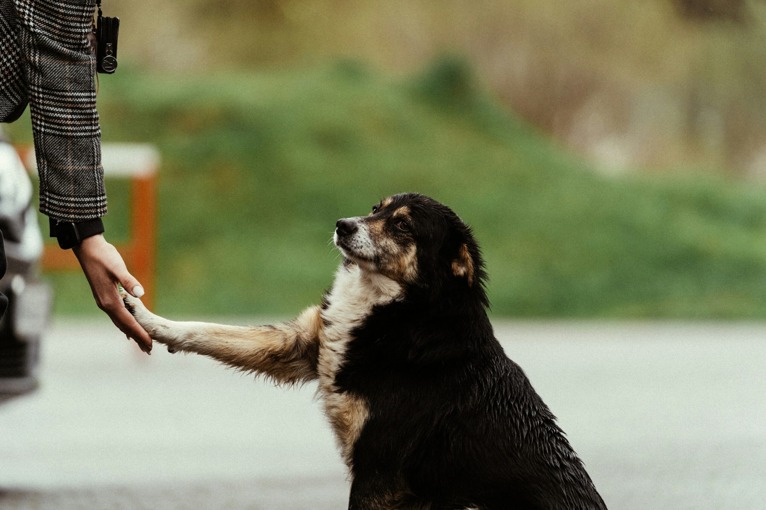 A senior dog with a gray muzzle gently shakes hands with a person outdoors, symbolizing trust, companionship, and the bond between pet and owner in golden years